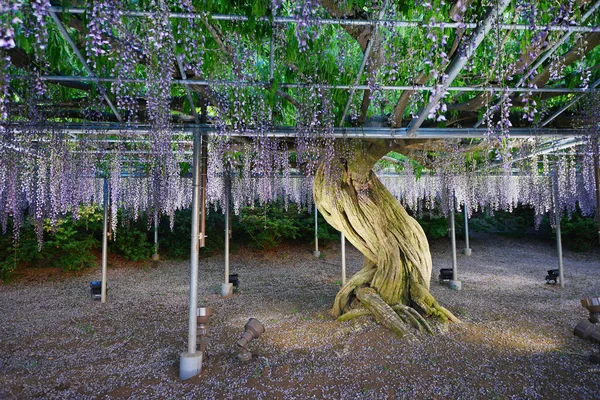 Malebný Záběr Krásné Rostliny Parku Wisteria — Stock fotografie
