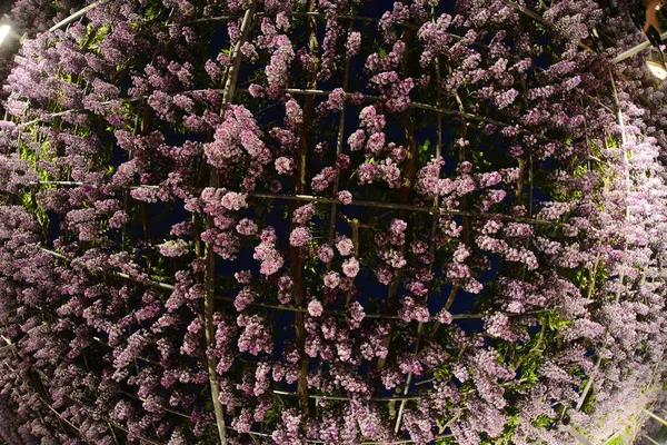 Живописный Снимок Красивого Растения Вистерии Парке — стоковое фото