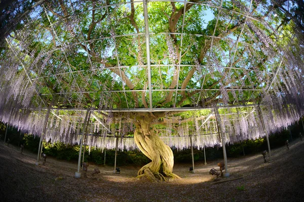 Мальовничий Знімок Красивої Рослини Wisteria Парку — стокове фото