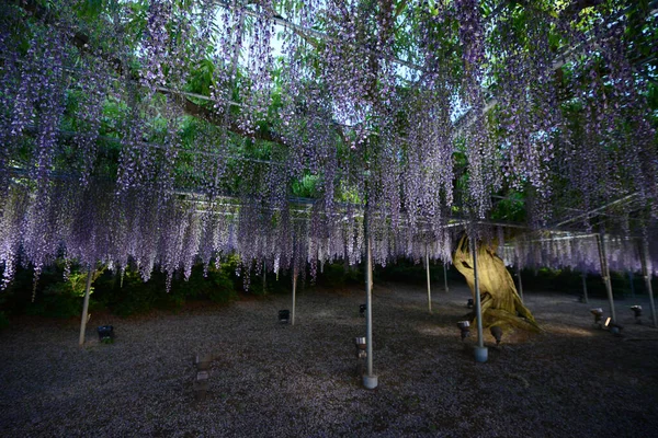 公园里美丽的紫藤植物的风景画 — 图库照片