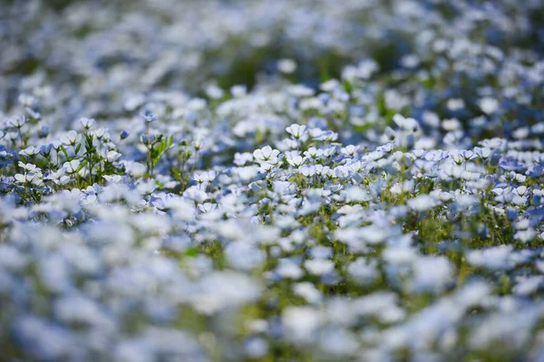 Landschaftsaufnahme Von Nemophila Blumen Blühen Auf Schönem Feld — Stockfoto