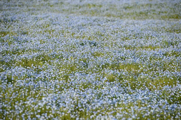 Живописный Снимок Цветущих Немофил Красивом Поле — стоковое фото
