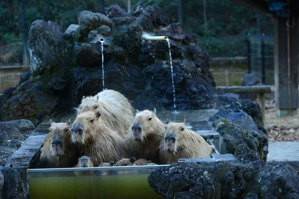 温水中的Capybaras — 图库照片