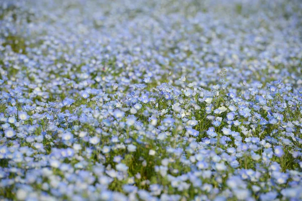 Landschaftsaufnahme Von Nemophila Blumen Blühen Auf Schönem Feld — Stockfoto