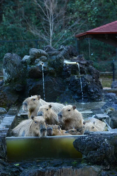 Capybaras Ciepłych Wodach — Zdjęcie stockowe