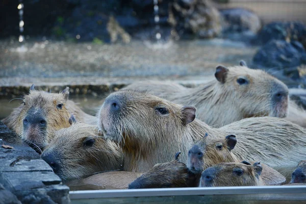 暖かい水の中のCapybaras — ストック写真