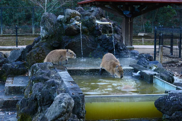 Capybaras Lämpimissä Vesissä — kuvapankkivalokuva