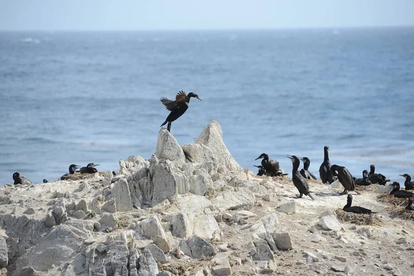 Uccelli Neri Monterey — Foto Stock