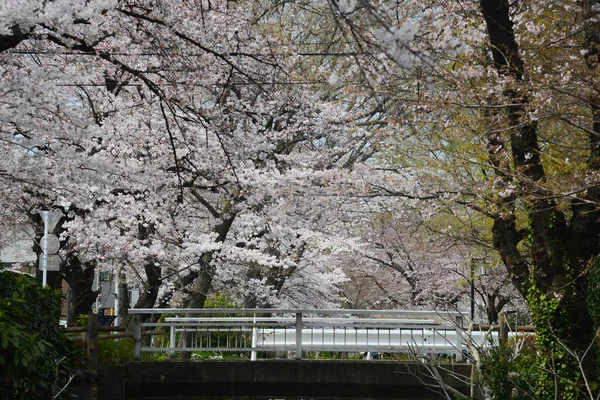 Árboles Sakura Floreciendo Tokio — Foto de Stock