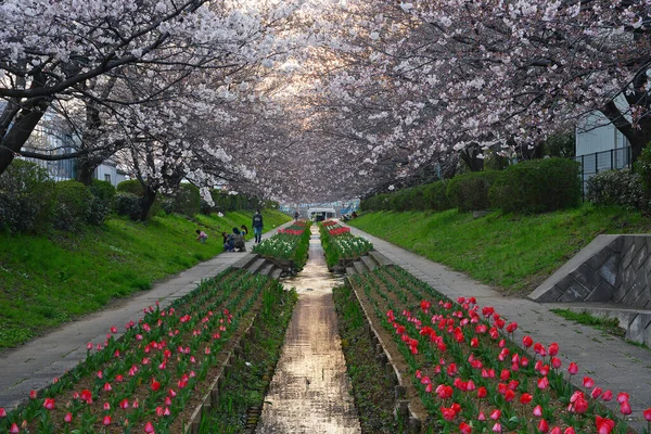 Primavera Tokyo Cherry Blossom Sakura Canale — Foto Stock