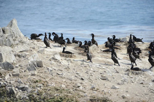 Black Birds Monterey — Stock Photo, Image