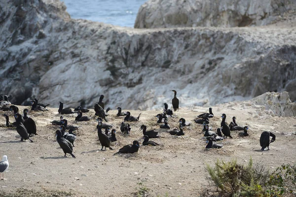 Uccelli Neri Monterey — Foto Stock