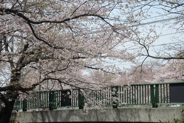 Δέντρα Σακούρα Ανθίζουν Στο Τόκιο — Φωτογραφία Αρχείου