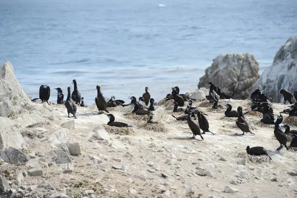 Чёрные Птицы Монтерее — стоковое фото