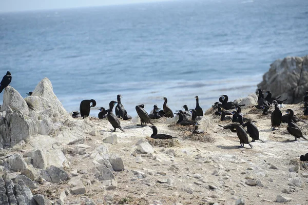 Svarta Fåglar Monterey — Stockfoto