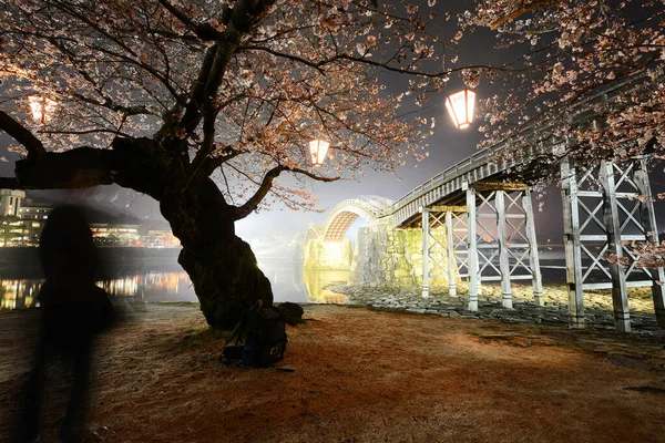 开花的Iwakuni Sakura树 — 图库照片