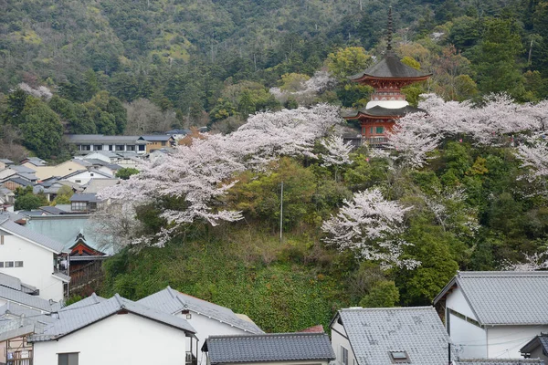 Çiçek Açan Miyajima Sakura Ağaçları — Stok fotoğraf
