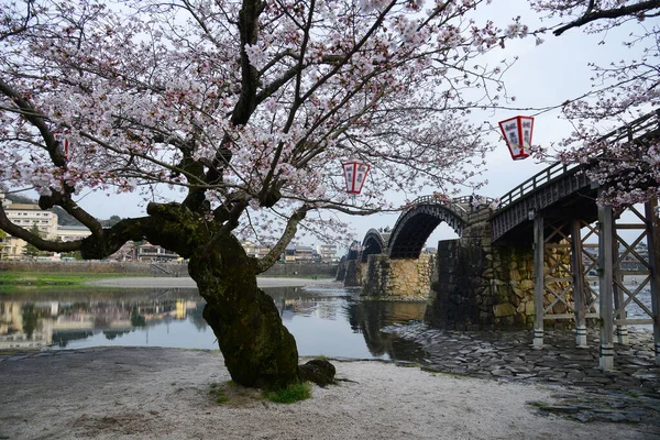 Kvetoucí Iwakuni Sakura Stromy — Stock fotografie
