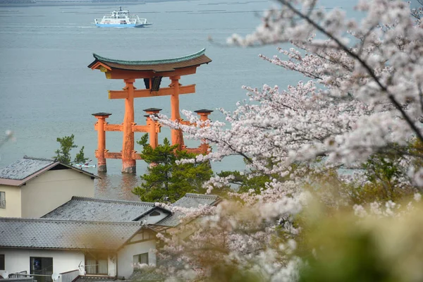 Blommande Miyajima Sakura Träd — Stockfoto