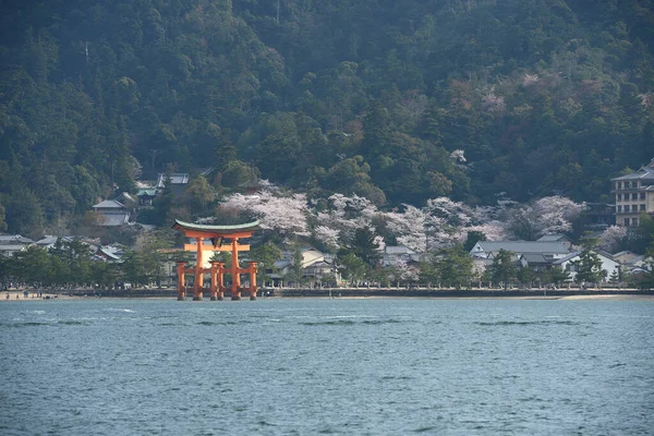 Bloeiende Miyajima Sakura Bomen — Stockfoto