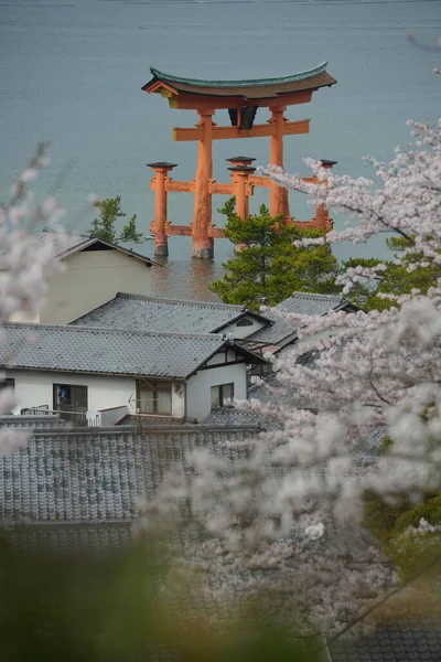 Цветущие Сакуры Миядзимы — стоковое фото