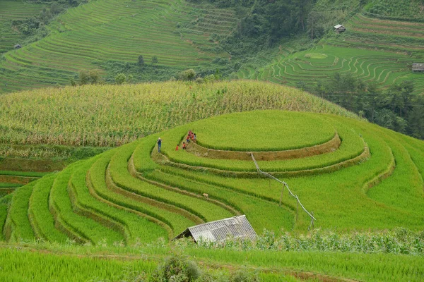 Vista Panorâmica Terraço Arroz Vietnam — Fotografia de Stock