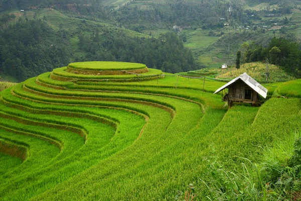 Vietnam Pirinç Terası Manzarası — Stok fotoğraf