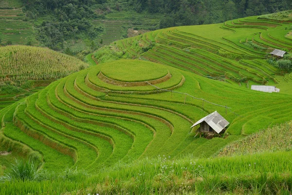 Γραφική Θέα Του Ρυζιού Βεράντα Στο Βιετνάμ — Φωτογραφία Αρχείου