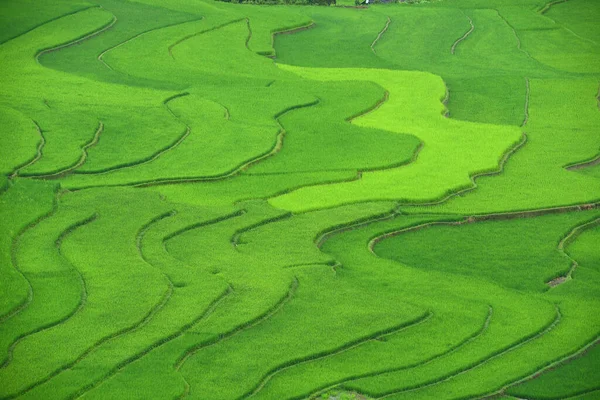Γραφική Άποψη Του Πεδίου Πράσινου Ρυζιού — Φωτογραφία Αρχείου