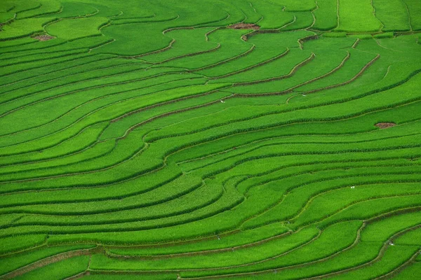 Yeşil Pirinç Tarlasının Manzarası — Stok fotoğraf