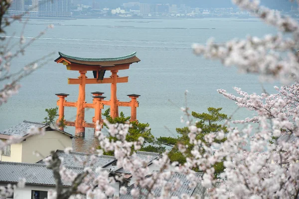 Árvores Florescentes Miyajima Sakura — Fotografia de Stock