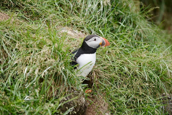 Vista Ravvicinata Dell Uccellino Habitat Naturale — Foto Stock