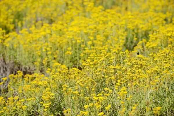 Büyük Sur Çiçek Tarlası — Stok fotoğraf
