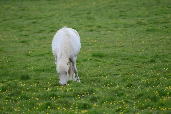Iceland Horse Wild Nature — Stock Photo, Image