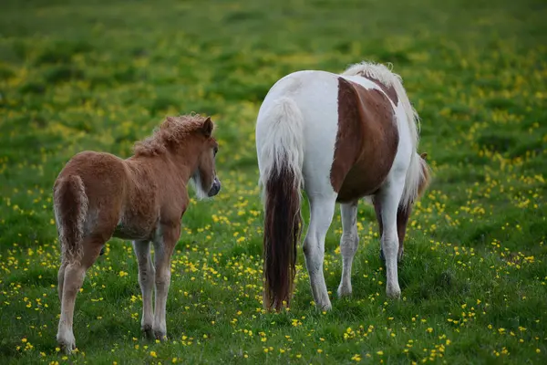 Iceland Horse Wild Nature — Stock Photo, Image