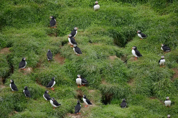Vista Ravvicinata Degli Uccelli Pulcinella Habitat Naturale — Foto Stock