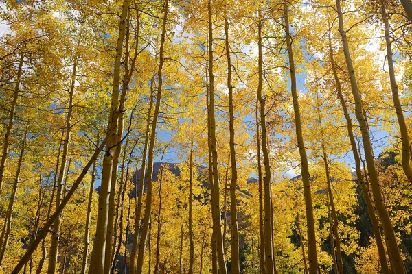 Scenery of colorful forest during autumn, Aspen, Colorado, USA.