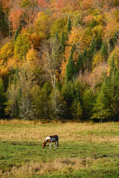 Horse Field Background View — Stock Photo, Image