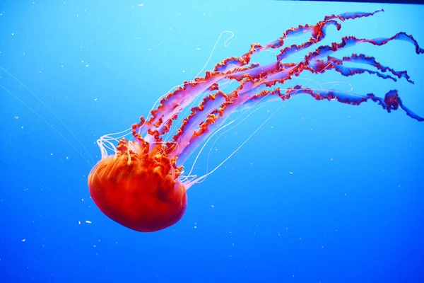 Naranja Acuática Las Medusas Nadan Aguas Azules Profundas —  Fotos de Stock