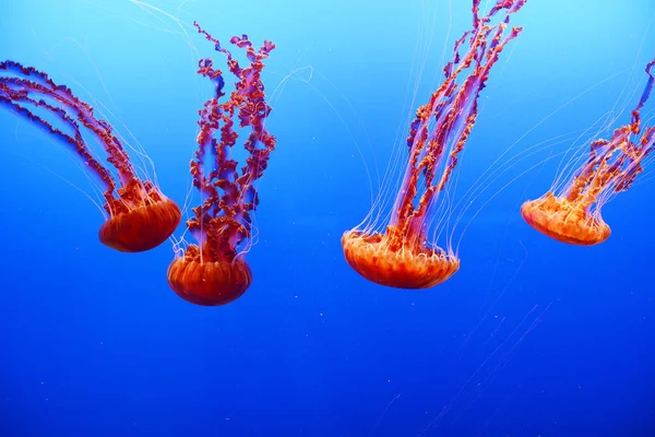 Ubur Ubur Laut Air Jellyfishes Dalam Air Biru — Stok Foto
