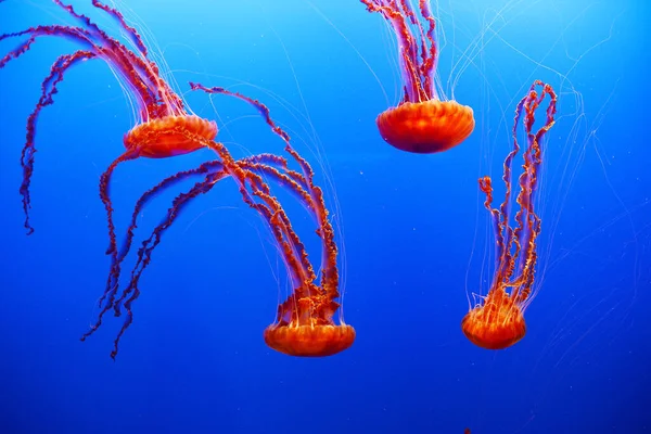 Ubur Ubur Laut Air Jellyfishes Dalam Air Biru — Stok Foto