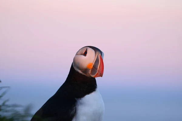 Doğal Ortamdaki Martı Kuşunun Yakın Görüntüsü — Stok fotoğraf