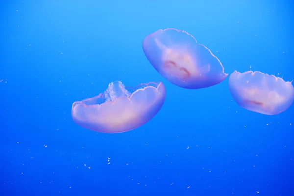 Meduzy Wodne Pływające Wodzie Oceanicznej — Zdjęcie stockowe