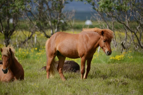 Islândia Cavalo Natureza Selvagem — Fotografia de Stock