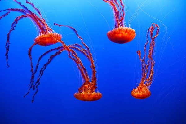 Medusas Mar Medusas Acuáticas Agua Azul — Foto de Stock