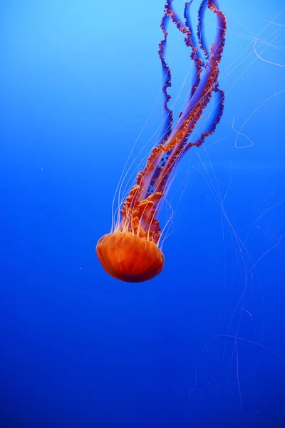 Naranja Acuática Las Medusas Nadan Aguas Azules Profundas — Foto de Stock