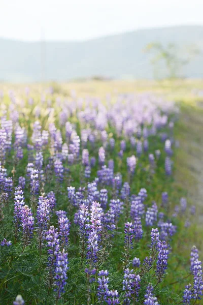 Lupine Çiçekleri Arkaplan Görüntüsü — Stok fotoğraf