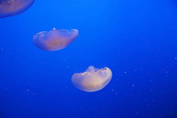 Ikan Jellyfish Air Mengambang Laut — Stok Foto