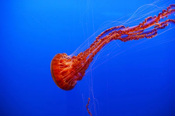 Wodny Pomarańcza Meduza Pływać Błękitnej Wodzie Głębinowej — Zdjęcie stockowe
