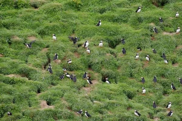 Вид Пушистых Птиц Естественной Среде Обитания — стоковое фото